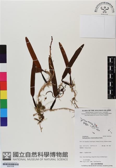 登錄號:BS07036藏品圖，第1張