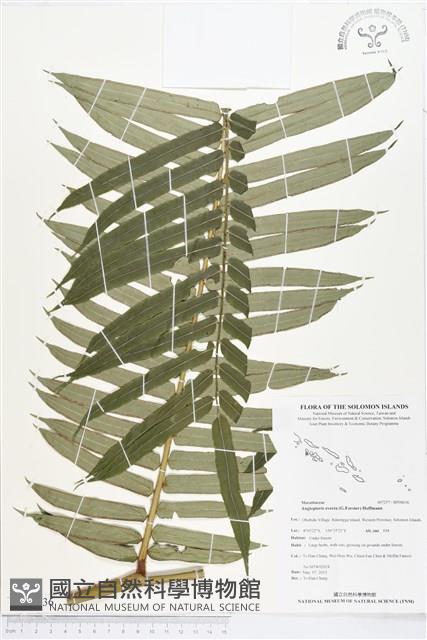 Accession Number:BP00636 Collection Image