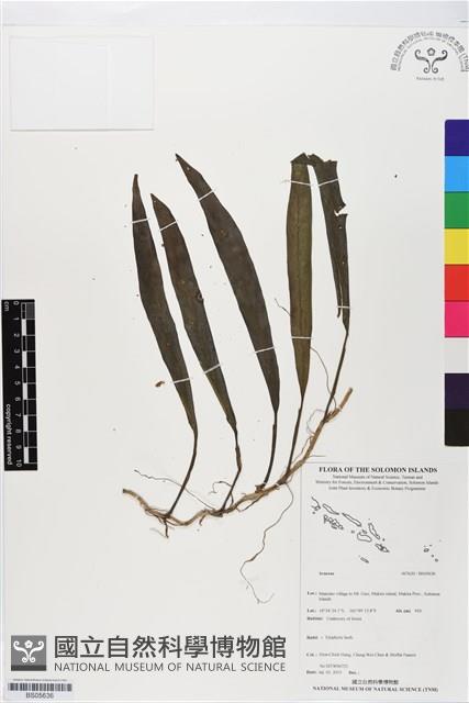 登錄號:BS05636藏品圖，第1張