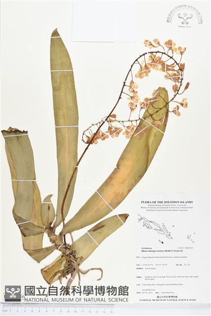 登錄號:BS04636藏品圖，第1張