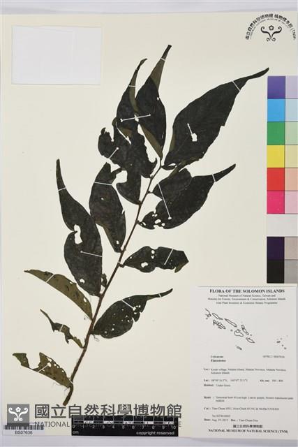 登錄號:BS07636藏品圖，第1張