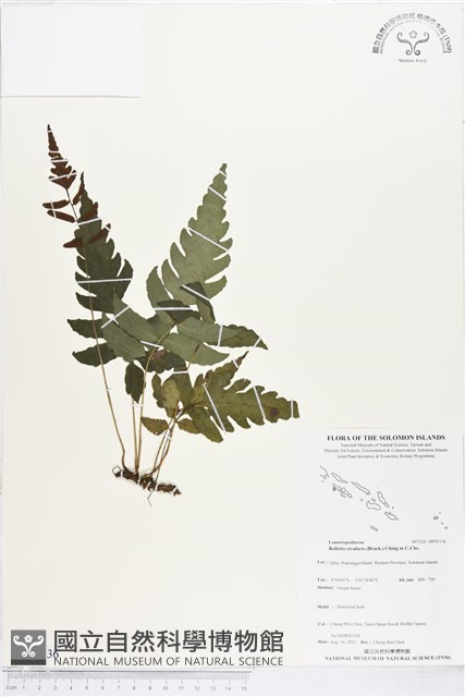 登錄號:BP01136藏品圖，第1張