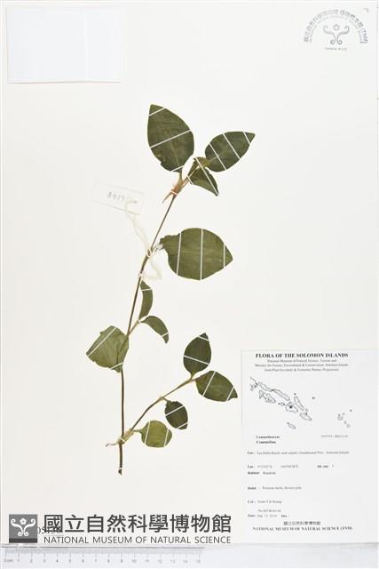 登錄號:BS05136藏品圖，第1張