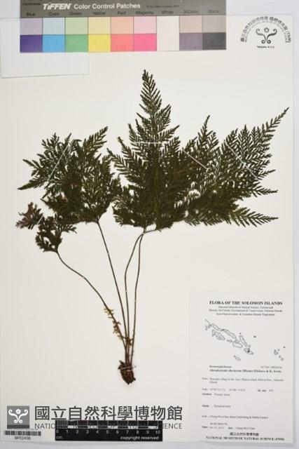 登錄號:BP02436藏品圖，第1張