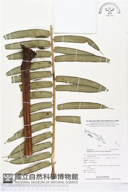 蘭嶼觀音座蓮藏品圖，第1張