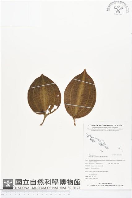 登錄號:BS01436藏品圖，第1張