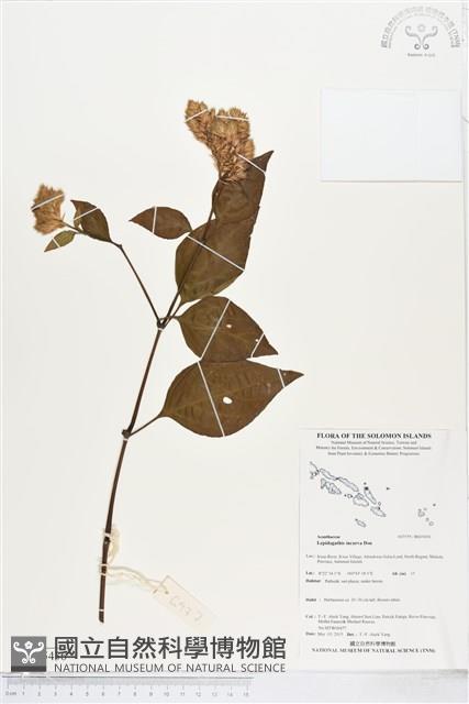 鱗花草藏品圖，第1張