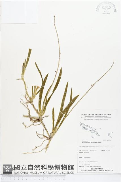 登錄號:BS04436藏品圖，第1張