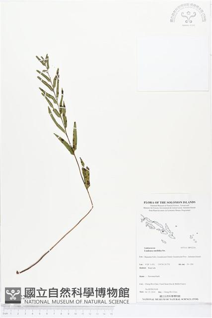 箭葉鱗始蕨藏品圖，第1張