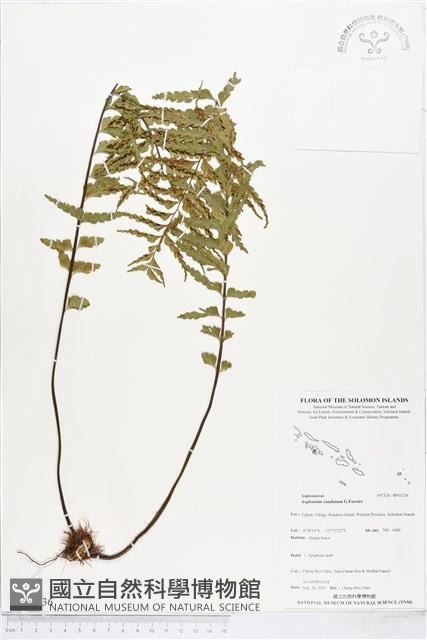 登錄號:BP01236藏品圖，第1張