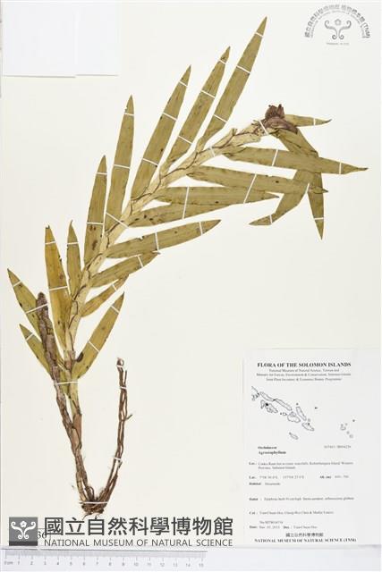 登錄號:BS04236藏品圖，第1張