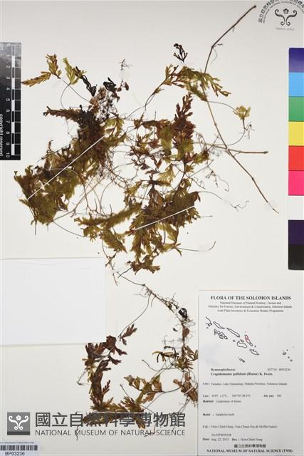 毛葉蕨藏品圖，第1張