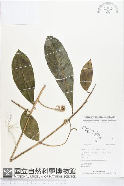 登錄號:BS03236藏品圖，第1張