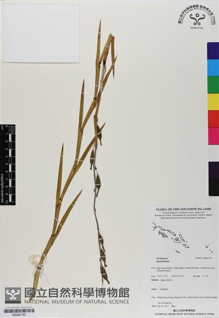 登錄號:BS06736藏品圖，第1張