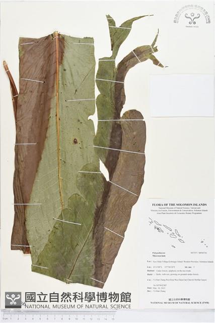 登錄號:BP00736藏品圖，第1張