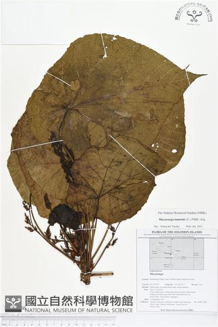 血桐藏品圖，第1張