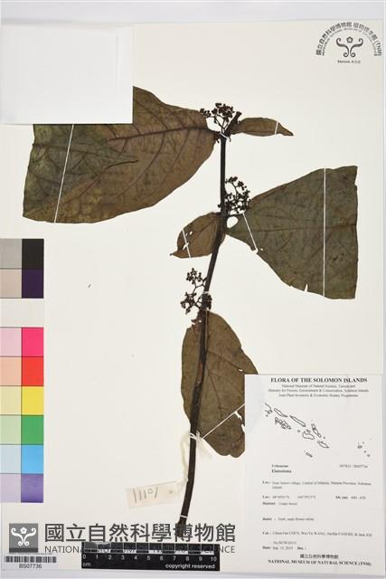 登錄號:BS07736藏品圖，第1張