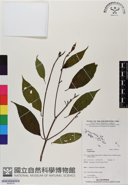 登錄號:BS06536藏品圖，第1張