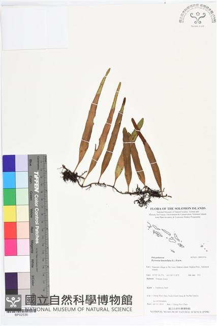 抱樹石葦藏品圖，第1張