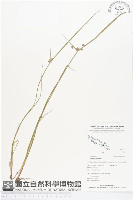 異花莎草藏品圖，第1張