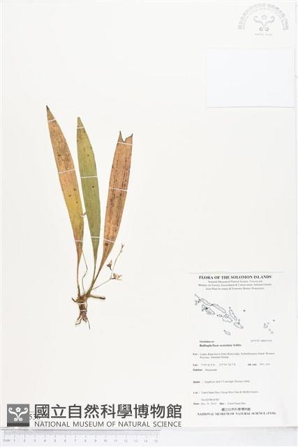登錄號:BS05536藏品圖，第1張