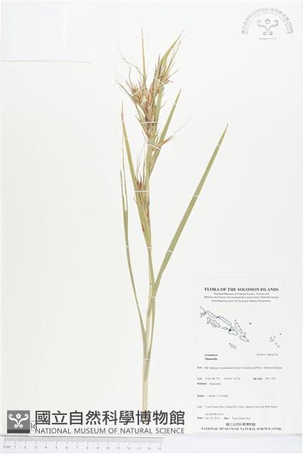 登錄號:BS04536藏品圖，第1張