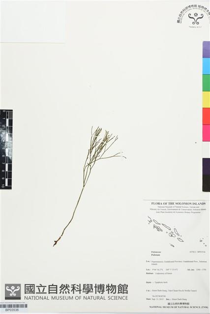 登錄號:BP03536藏品圖，第1張