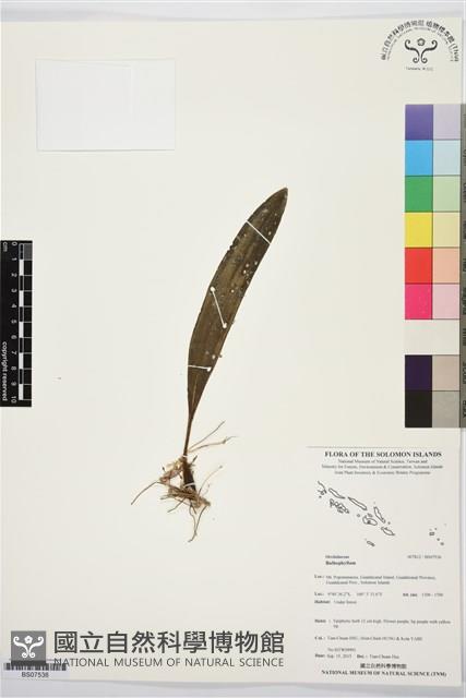 登錄號:BS07536藏品圖，第1張