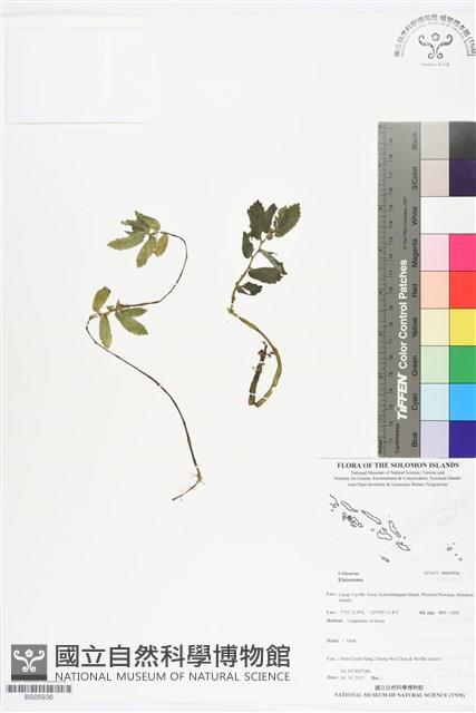 登錄號:BS05936藏品圖，第1張