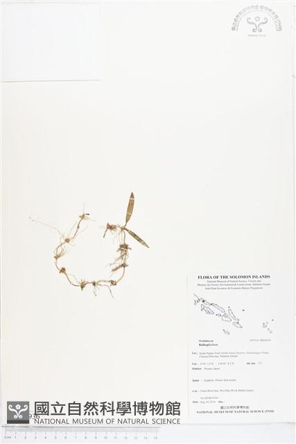 登錄號:BS04936藏品圖，第1張