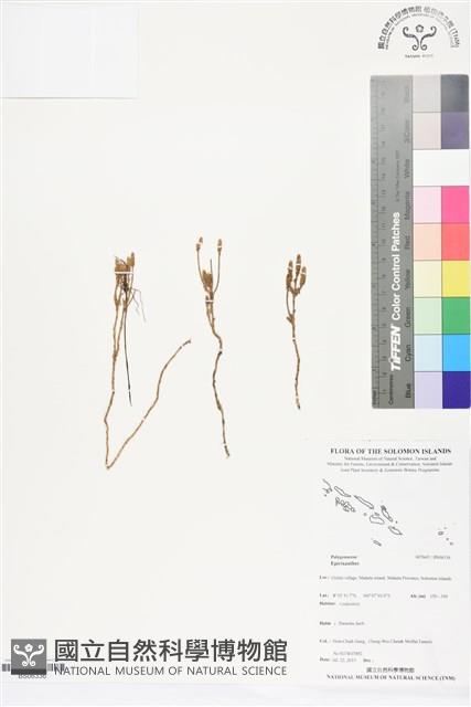登錄號:BS06336藏品圖，第1張