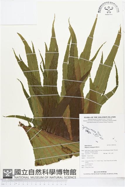 雙扇蕨藏品圖，第1張