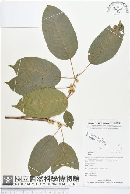 登錄號:BS01336藏品圖，第1張