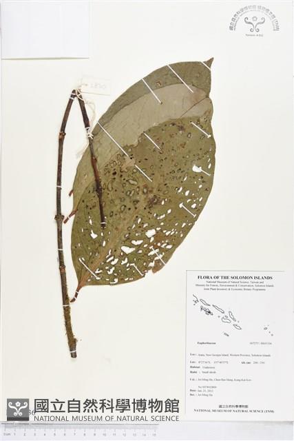 登錄號:BS03336藏品圖，第1張