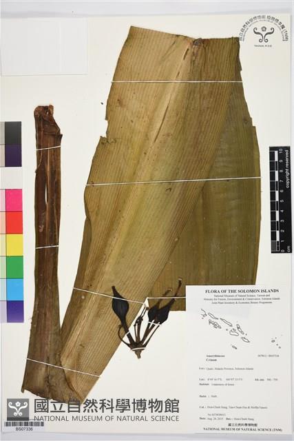 登錄號:BS07336藏品圖，第1張