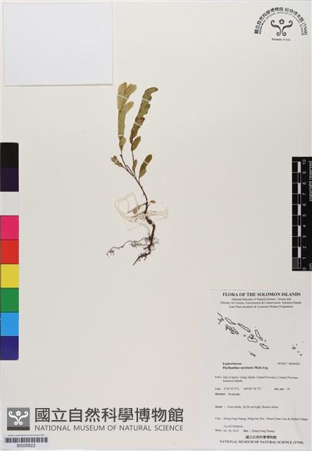 登錄號:BS06822藏品圖，第1張