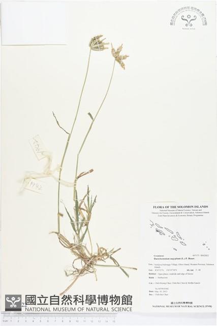 龍爪茅藏品圖，第1張