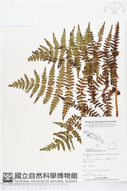 栗蕨藏品圖，第1張