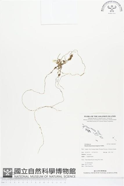 登錄號:BS01822藏品圖，第1張