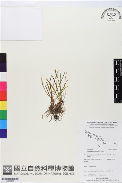 登錄號:BS05822藏品圖，第1張