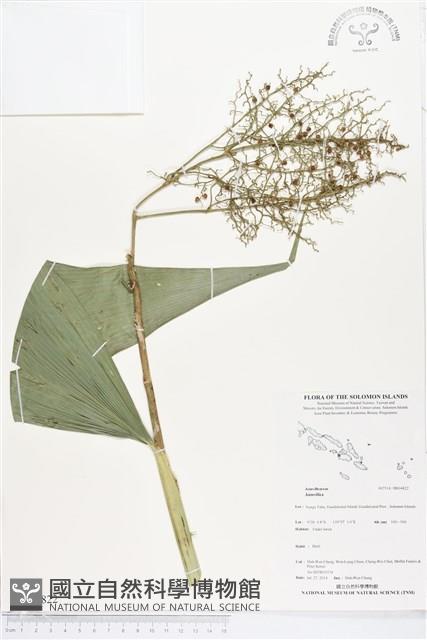 登錄號:BS04822藏品圖，第1張