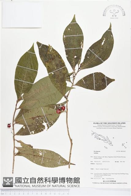 登錄號:BS03822藏品圖，第1張