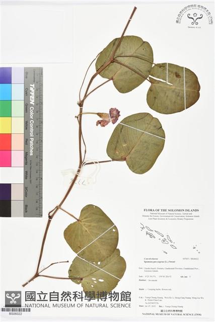 登錄號:BS06022藏品圖，第1張