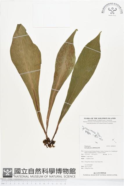 水芋葉車前、美葉車前蕨藏品圖，第1張