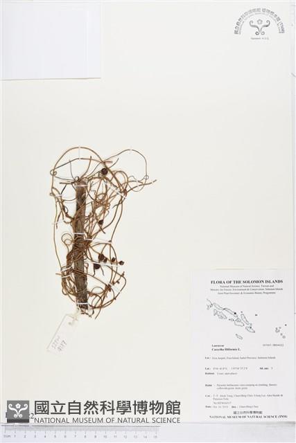 無根草藏品圖，第1張