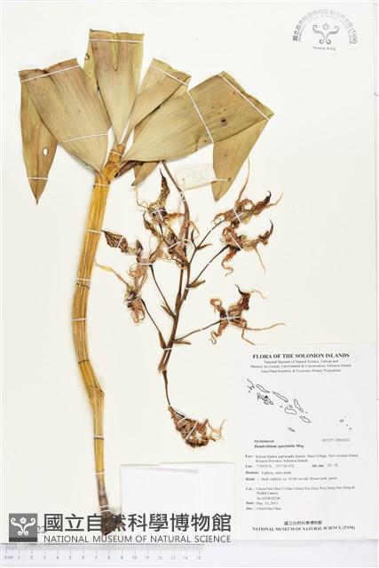 大鬼石斛蘭藏品圖，第1張