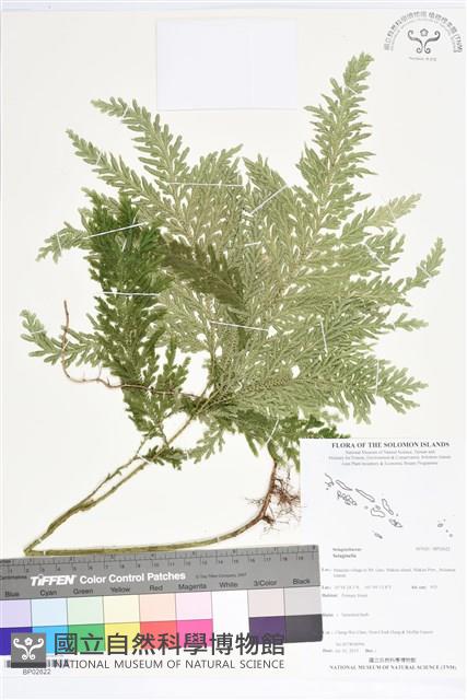 登錄號:BP02622藏品圖，第1張