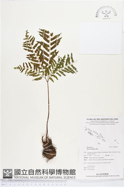 蓬萊鳳尾蕨藏品圖，第1張