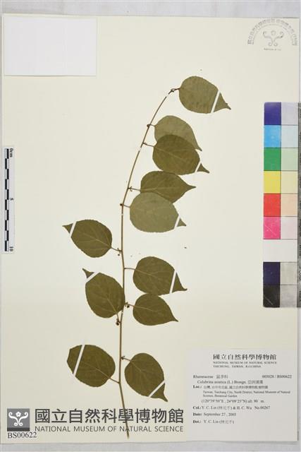 Asiatic Colubrina Collection Image
