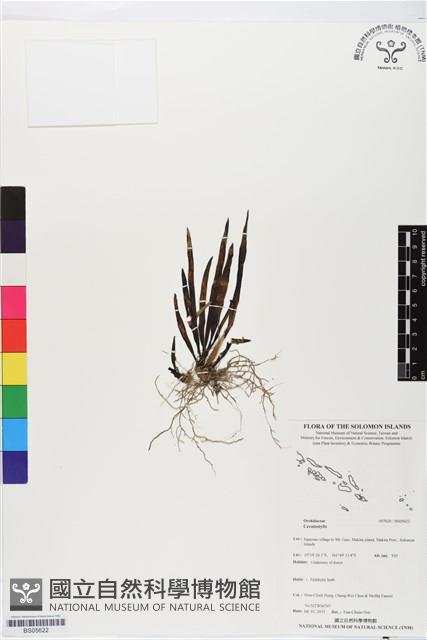 登錄號:BS05622藏品圖，第1張